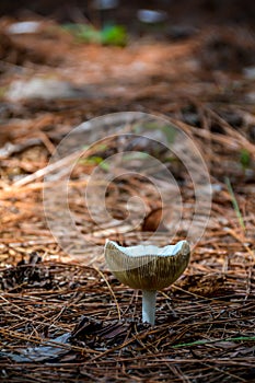 Infundibuliform mushroom