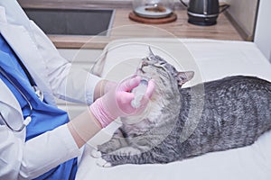 Infusion of liquid medicine by a veterinarian from a syringe into the mouth of a cat in a home kitchen