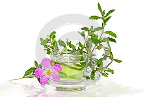 Infusion from the Rockrose or Cistus albidus photo