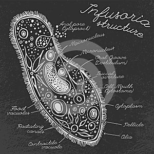 Infusoria Hand drawn Image