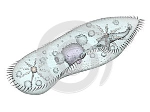 Infusoria paramecium