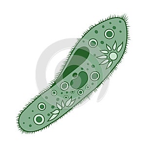 Infusorium illustration