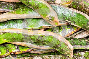 Inga Fruit Stems