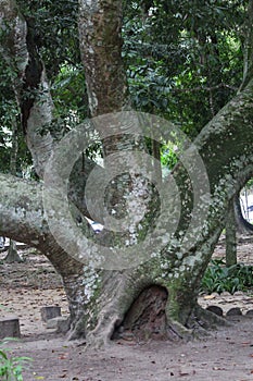 Inga laurina, art photography, brazil endemic species. Parque lage, Rio de Janeiro