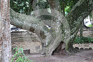 Inga laurina, art photography, brazil endemic species. Parque lage, Rio de Janeiro photo