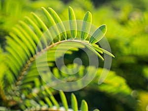 Ingeniously Designed of The Vegetable Hummingbird Tree