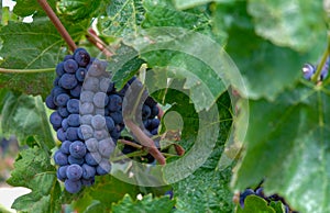 Ingle bunch of ripe red wine grapes hanging on a vine on green leaves