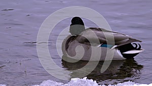 Ingle female Mallard Duck on winter river