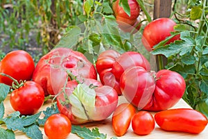 Inglorious tomatoes
