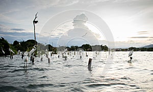 InglÃÂ©s Garzas nadando en un rio  Herons swimming in a river photo