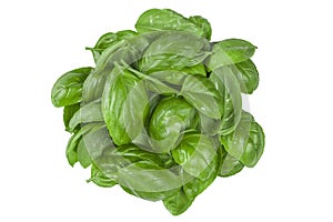 Ingredient for Caprese salad. Bunch of Basil herb leaves isolated on white background.