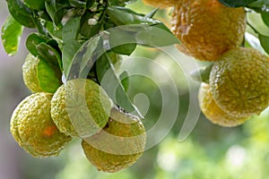 Ingredient for tea and aroma oils, citrus fruit bergamot hanging on evergreen tree