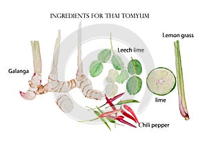 Ingredient for thai tomyum watercolor illustration vector background