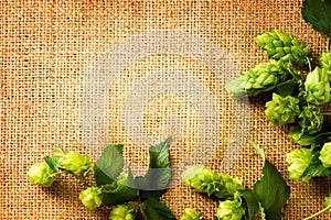 Ingredients for brewing beer. Fresh hop on burlap close up