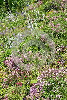 Ingrown hillside plants, with beautiful blooming flowers