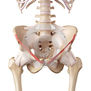 The inguinal ligament