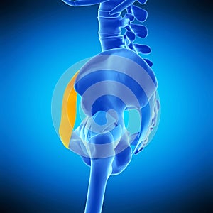 The inguinal ligament