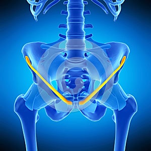 The inguinal ligament