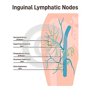 Inguinal lymph node. Fluid exchange, body defense from infection