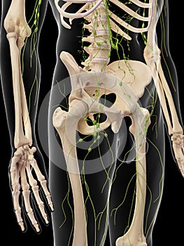 The inguinal lymph nodes