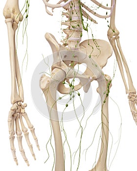 The inguinal lymph nodes