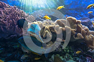 Inhabitants coral reef in the wild