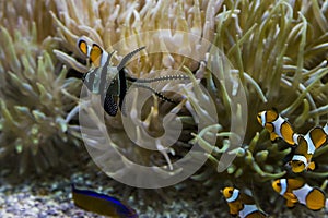 The inhabitants of coral reefs