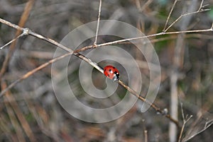 Inhabitants of the forest: ladybug