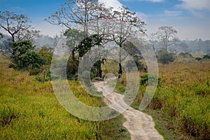 Inhabitants of Kaziranga National Park. Tigris photo