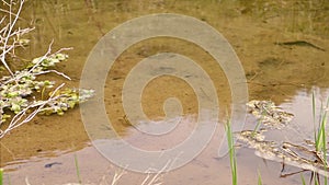 Inhabitants of pond. Tadpoles swim in a pond near a river. young frog, tadpole
