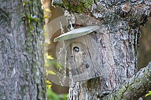 An inhabited nesting box at the trunk of a pine