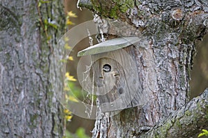 An inhabited nesting box at the trunk of a pine