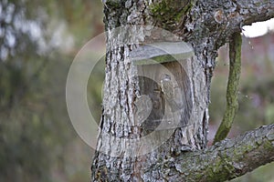 An inhabited nesting box at the trunk of a pine, young birds gets food.