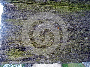 Inhomogeneous texture of a board with a green moss