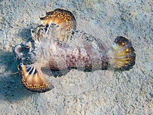 Inimicus filamentosus, also known as the filament-finned stinger, underwater photo into the Red Sea