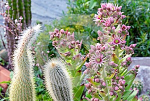 Initial blossom Sempervivum tectorum is a succulent plant from the Crassulaceae family