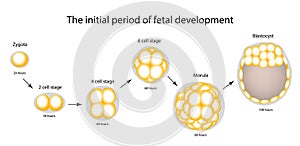 The initial period of fetal development. The structure of the zygote, blastocyst. Infographics. Vector illustration on isolated b photo