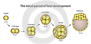 The initial period of fetal development. The structure of the zygote, blastocyst. Infographics. Vector illustration