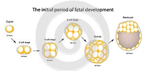 The initial period of fetal development. The structure of the zygote, blastocyst. Infographics. Vector illustration on isolated b