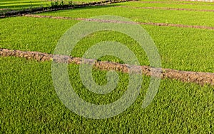 The initial phase of rice crop in the field