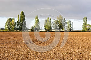 Initial stages of cornfields