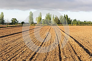 Initial stages of cornfields