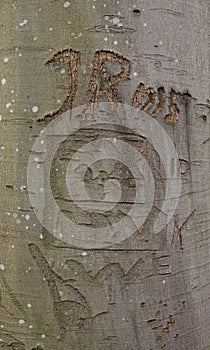 Initials carved in bark of tree