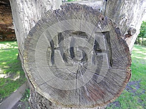 Initials carved in tree trunk