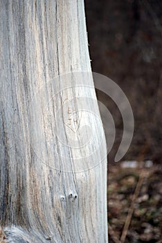 Initials and heart carved into tree