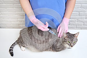 Injection of medication into the withers of cat by a veterinary doctor in a clinic photo