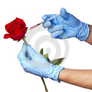 Injection into red rose isolated on white background. Genetically modified flower and syringe in his hands with blue gloves.