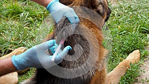 An injection for a street animal. A veterinarian makes an injection of the vaccine to the dog German shepherd
