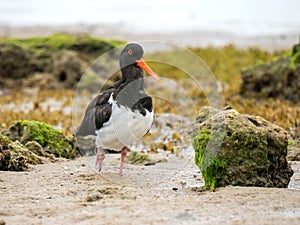 Injured Australian Pied Oystercatcher (Haematopus longirostris)