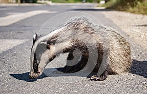 Injured badger on a highway after being hit by a speeding car, close up.